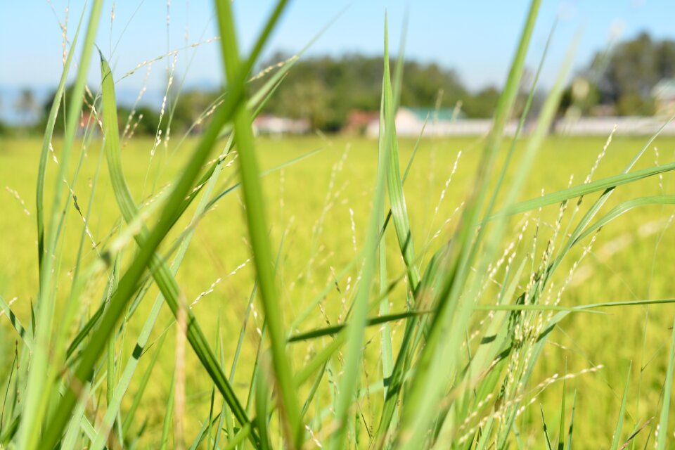 Blur grass home rice fields