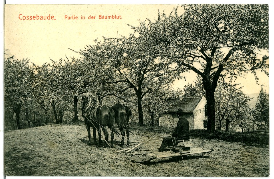 07245-Cossebaude-1906-Baumblut-Brück & Sohn Kunstverlag