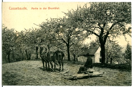 07245-Cossebaude-1906-Baumblut-Brück & Sohn Kunstverlag