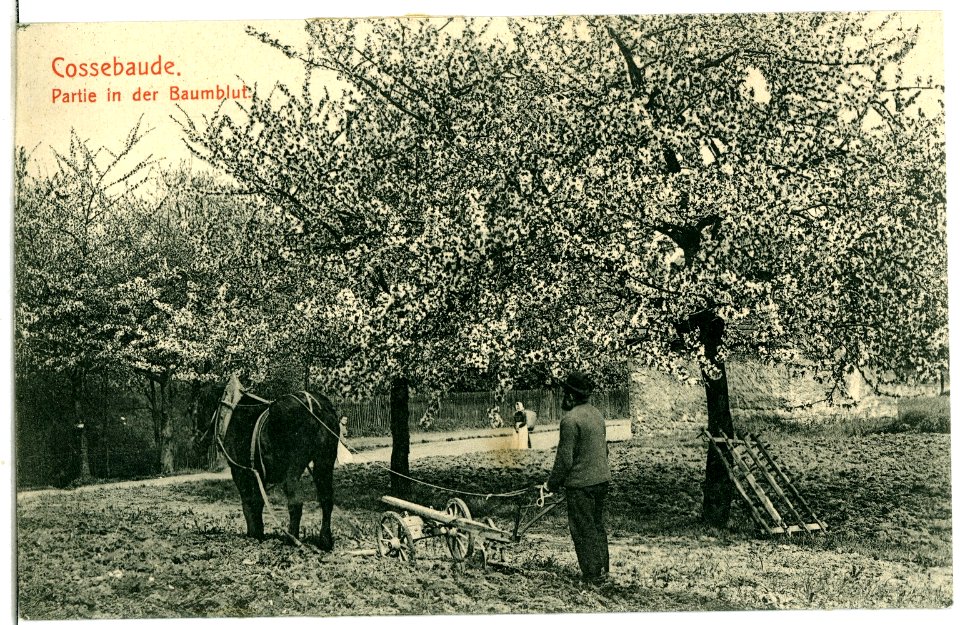 07248-Cossebaude-1906-Baumblut-Brück & Sohn Kunstverlag