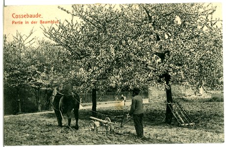 07248-Cossebaude-1906-Baumblut-Brück & Sohn Kunstverlag