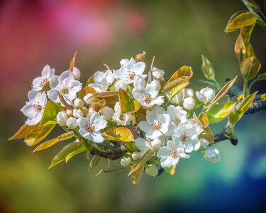 Flowers garden tree