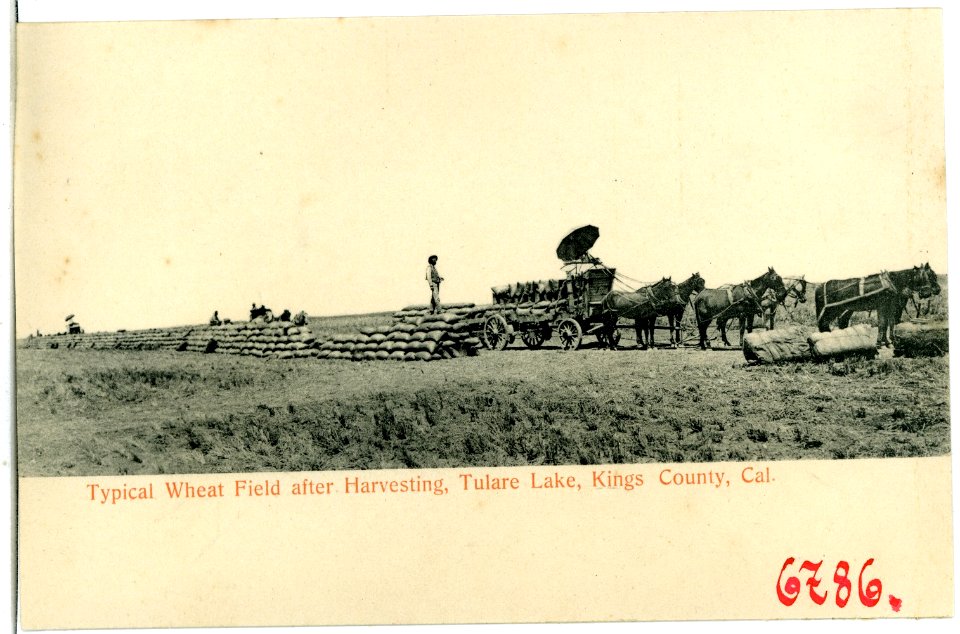06786-Kings County-1905-Typical Wheat Field after Harvesting, Tulare Lake-Brück & Sohn Kunstverlag