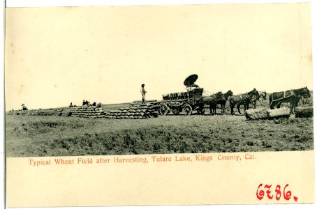 06786-Kings County-1905-Typical Wheat Field after Harvesting, Tulare Lake-Brück & Sohn Kunstverlag