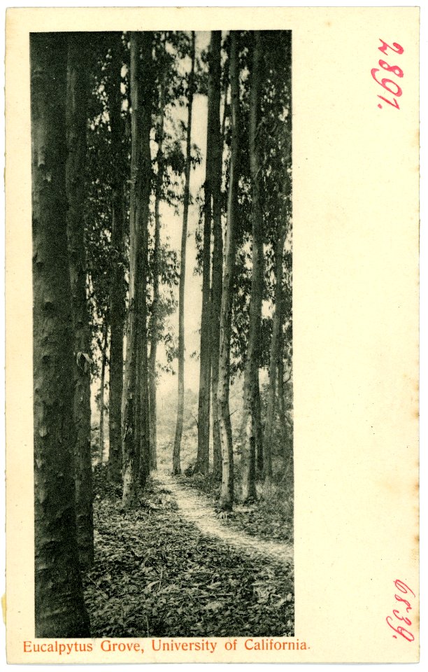 06839-Kalifornien-1905-Eucalpytus Grove, University of California-Brück & Sohn Kunstverlag