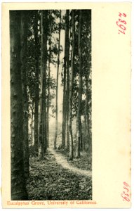 06839-Kalifornien-1905-Eucalpytus Grove, University of California-Brück & Sohn Kunstverlag