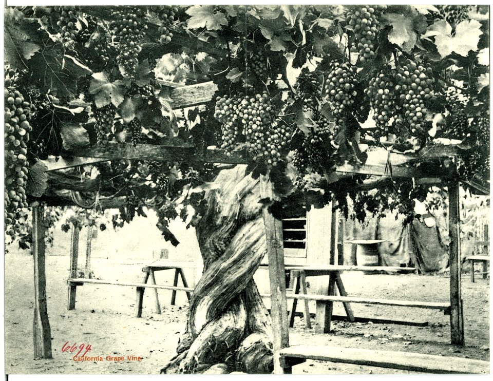 06694-Kalifornien-1905-Garden Scene in California-Brück & Sohn Kunstverlag