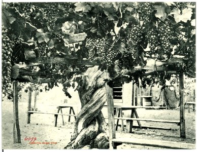 06694-Kalifornien-1905-Garden Scene in California-Brück & Sohn Kunstverlag