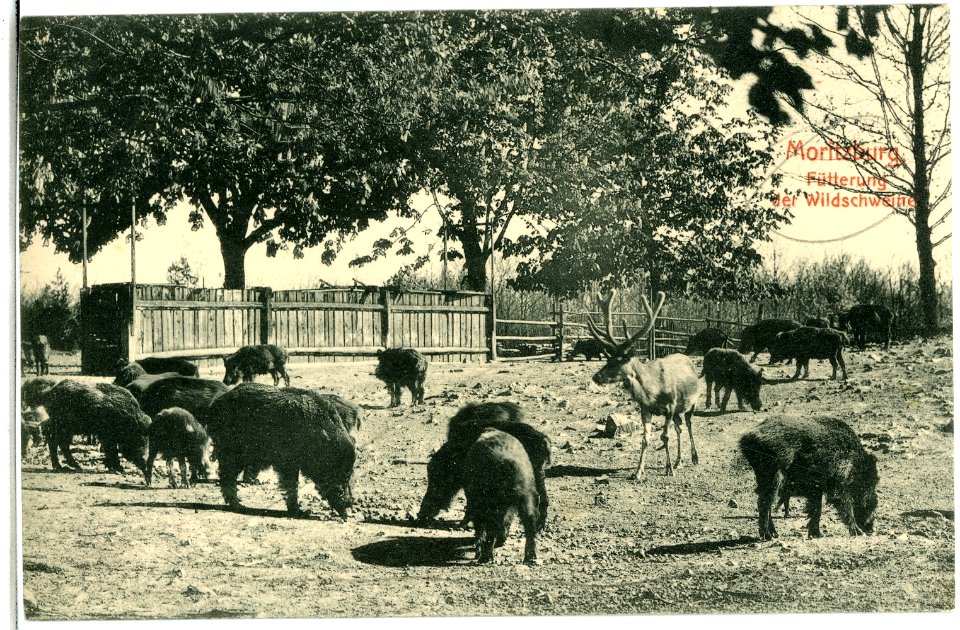 06400-Moritzburg-1905-Fütterung der Wildschweine-Brück & Sohn Kunstverlag