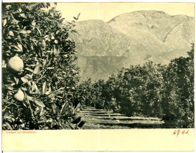 06741--1905-Oranges and Snowfields-Brück & Sohn Kunstverlag