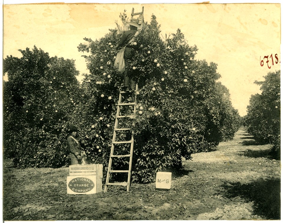 06718--1905-Orangenpflücker-Brück & Sohn Kunstverlag