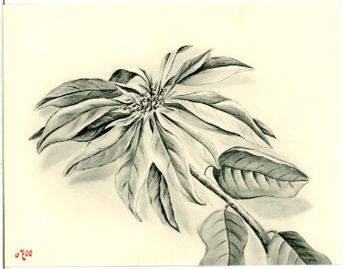 06700--1905-Blume-Brück & Sohn Kunstverlag