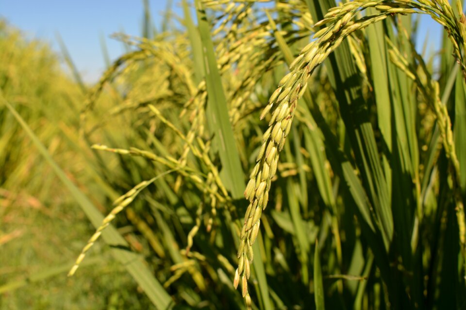 Rice up japanese organic rice rice