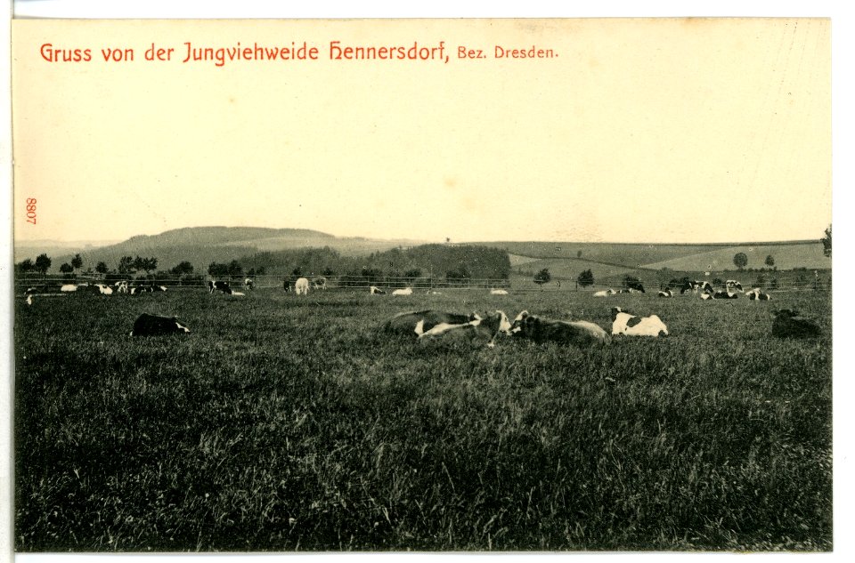 08807-Hennersdorf-1907-Jungviehweide-Brück & Sohn Kunstverlag