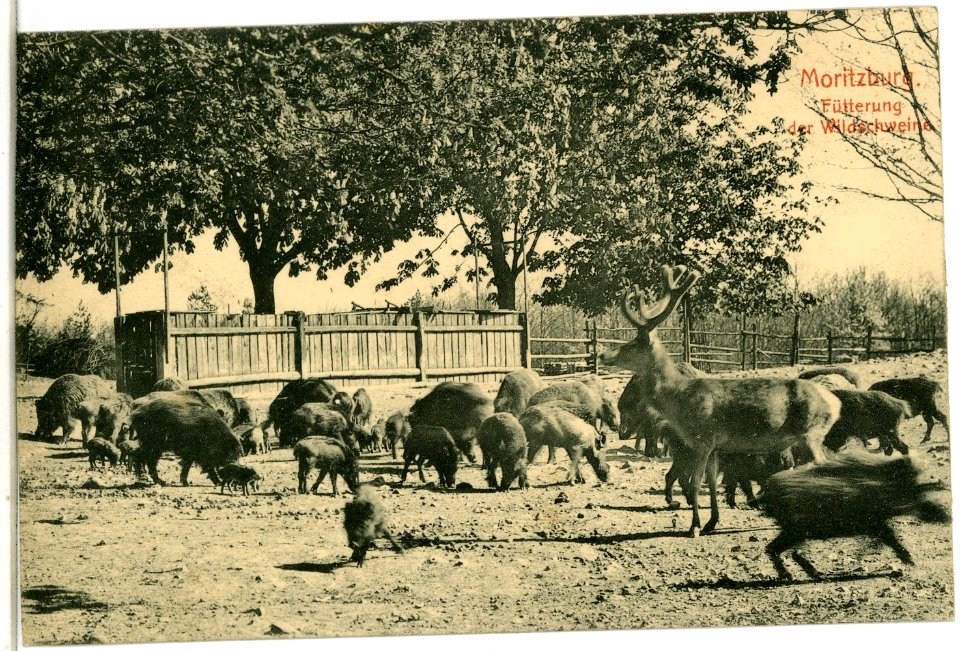 06402-Moritzburg-1905-Fütterung der Wildschweine-Brück & Sohn Kunstverlag