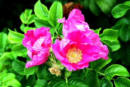 Petals color pink nature photo