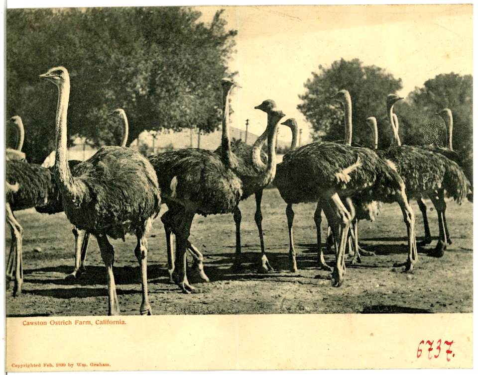 06737-Kalifornien-1905-Cawston Ostrich Farm, Cal.-Brück & Sohn Kunstverlag