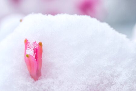 Flower snow spring photo