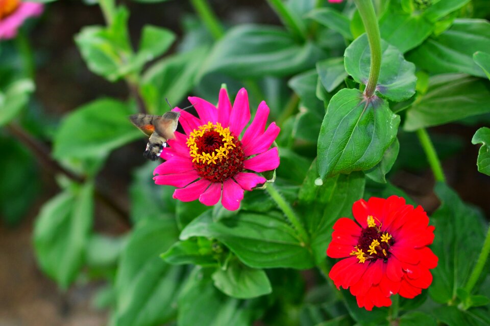 Blue sky pink red