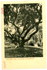 06843-Kalifornien-1905-Le Conte Oak, University of California-Brück & Sohn Kunstverlag photo