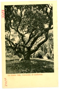 06843-Kalifornien-1905-Le Conte Oak, University of California-Brück & Sohn Kunstverlag