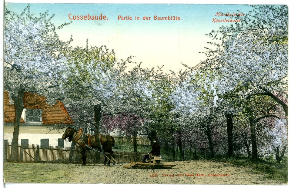 07247-Cossebaude-1906-Baumblut-Brück & Sohn Kunstverlag