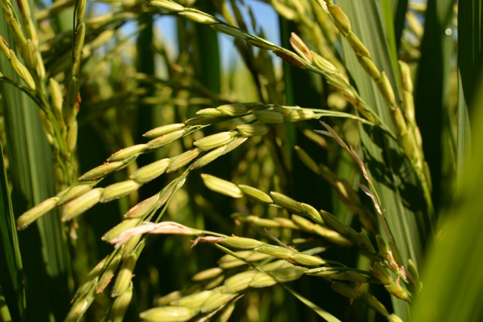 The rice organic rice rice up japanese