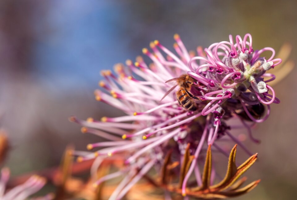 Honey flower bees pollinating queensland garden
