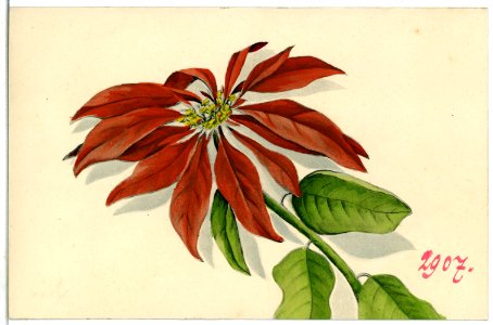 07114--1906-Weihnachtsstern-Brück & Sohn Kunstverlag