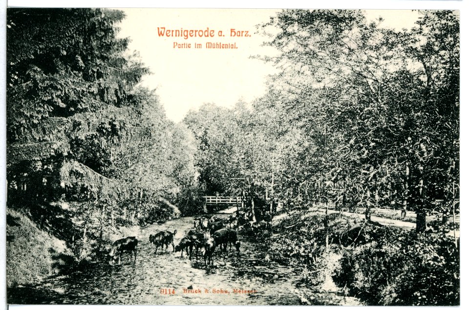 09114-Wernigerode-1907-Partie im Mühlental-Brück & Sohn Kunstverlag
