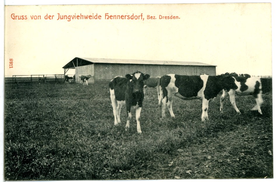 08811-Hennersdorf-1907-Jungviehweide-Brück & Sohn Kunstverlag