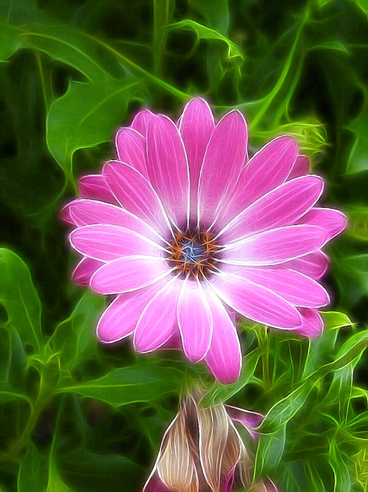 Pink pink flower flowers