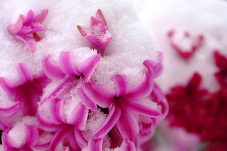 Flower snow spring