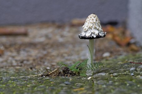 Mushroom schopf comatus close up photo