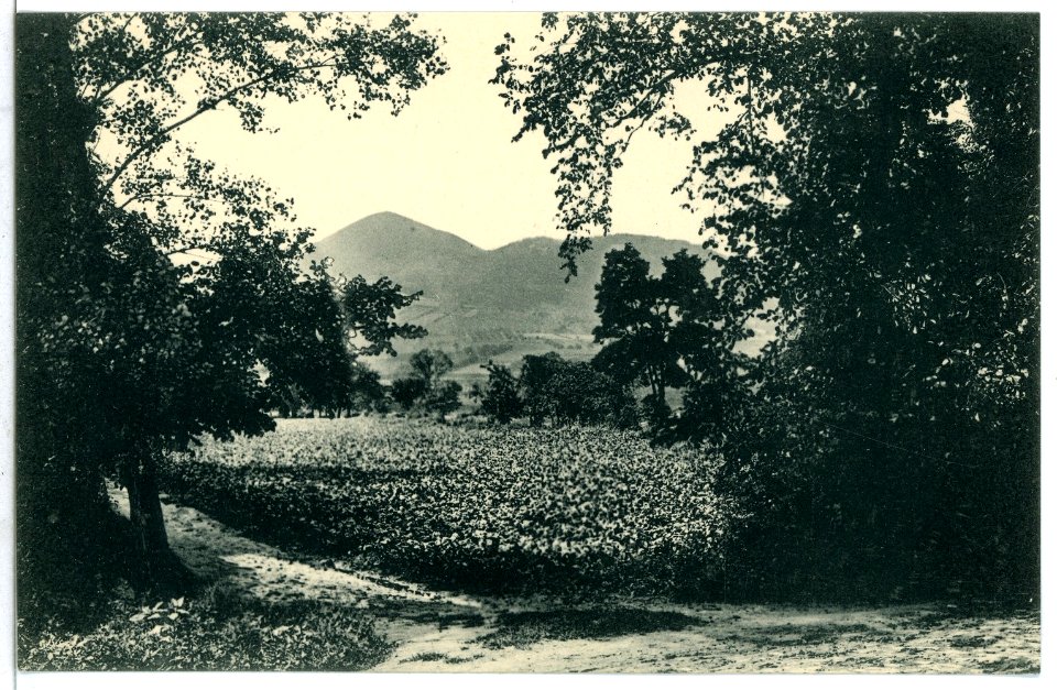 09227-Lobositz-1907-Blick auf Lobosch und Kibitschken-Brück & Sohn Kunstverlag