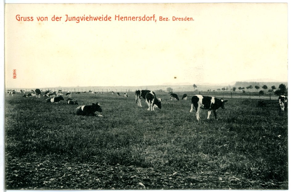 08808-Hennersdorf-1907-Jungviehweide-Brück & Sohn Kunstverlag