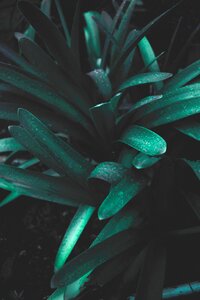 Leaves water droplets