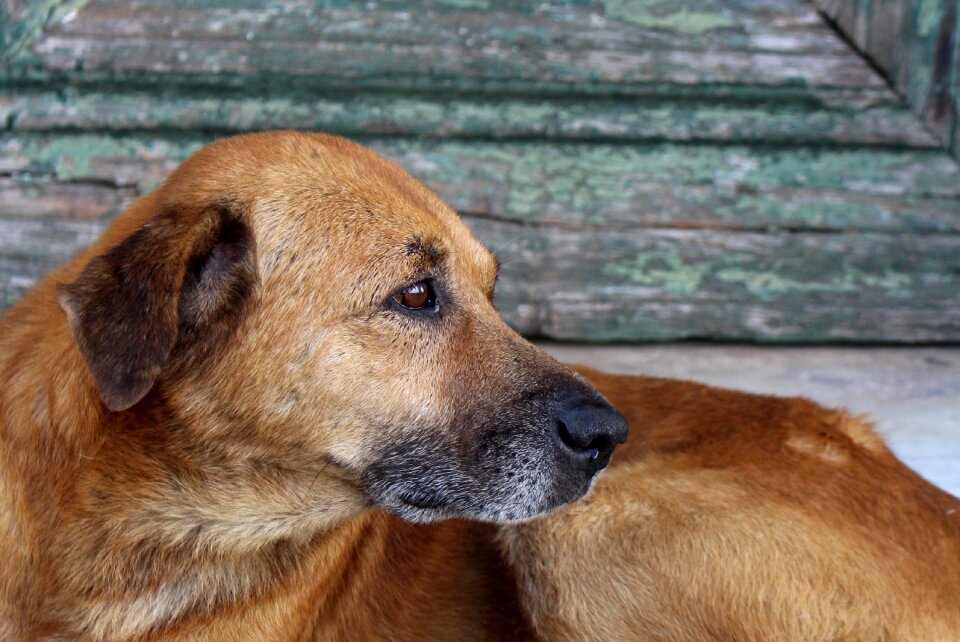 Pet canine cute