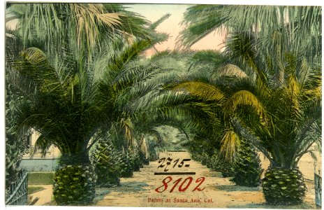 08102-Santa Ana, Cal.-1906-Palms-Brück & Sohn Kunstverlag