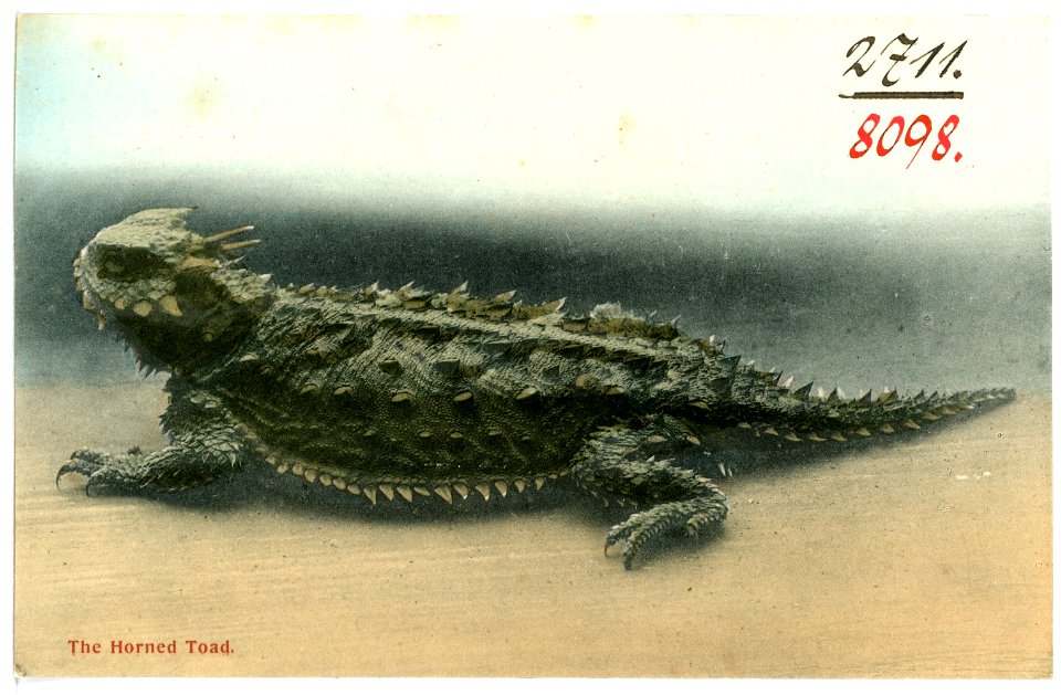 08098--1906-The Horned Toad-Brück & Sohn Kunstverlag