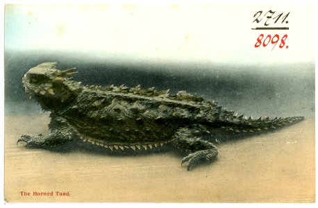 08098--1906-The Horned Toad-Brück & Sohn Kunstverlag