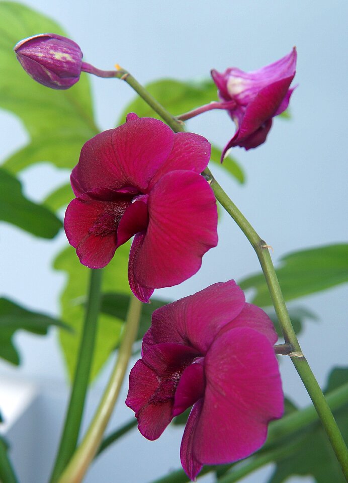 Orchids purple orchid natural