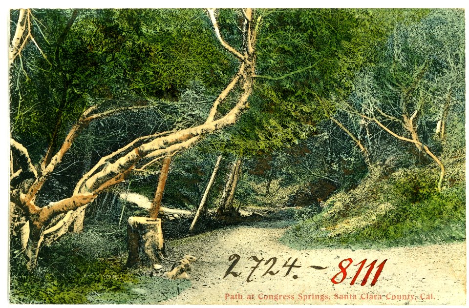 08111-Santa Clara County-1906-Path at Congress Springs-Brück & Sohn Kunstverlag