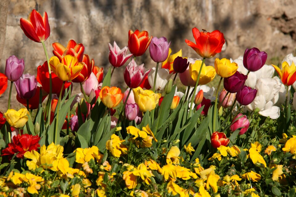 Plant nature vivid color