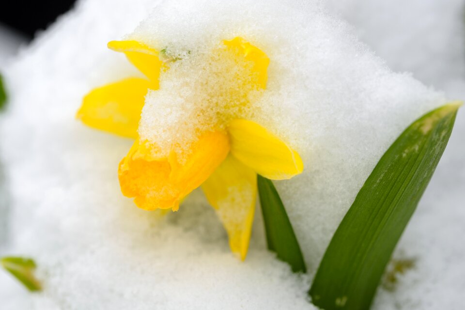 Bloom flower snow photo