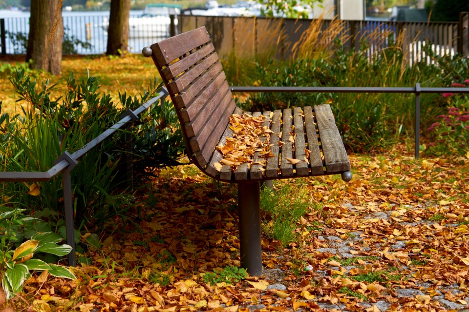 Bank leaves autumn time