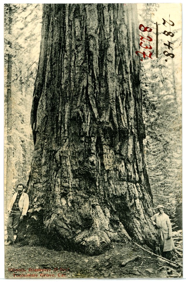 08237-Tuolumne Grove-1906-Baum-Brück & Sohn Kunstverlag