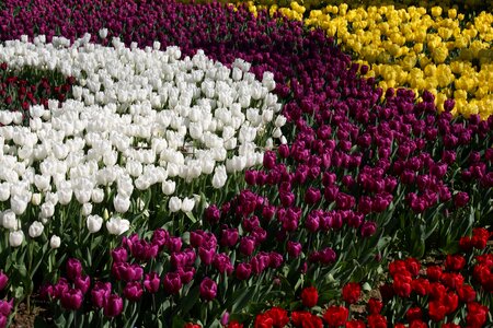 Nature vivid color garden