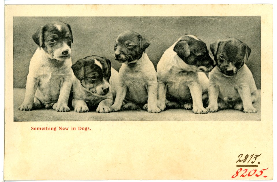 08205--1906-Something New in Dogs-Brück & Sohn Kunstverlag