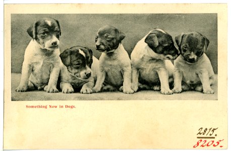 08205--1906-Something New in Dogs-Brück & Sohn Kunstverlag